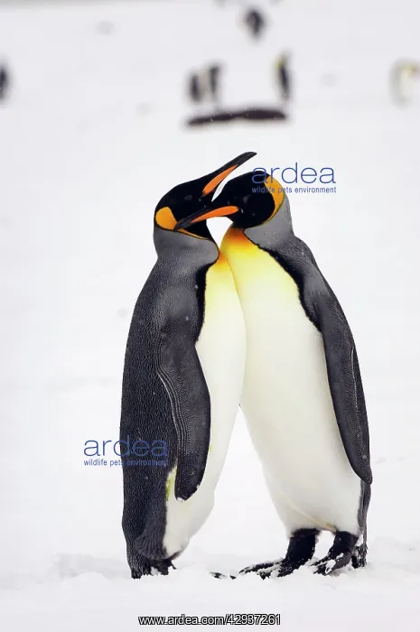 : Pair of King Penguins : Pair of King Penguins