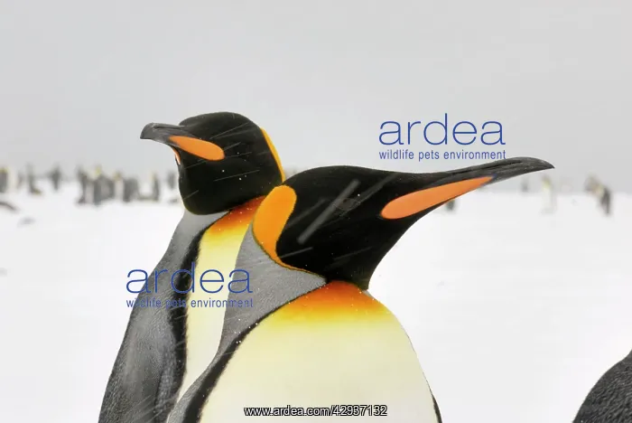 : Pair of King Penguins in blizzard : Pair of King Penguins in blizzard