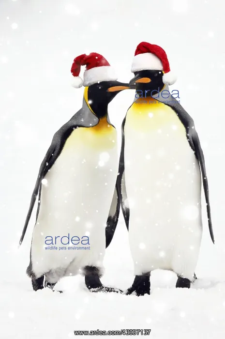 : Pair of King Penguins, wearing Christmas hats : Pair of King Penguins, wearing Christmas hats