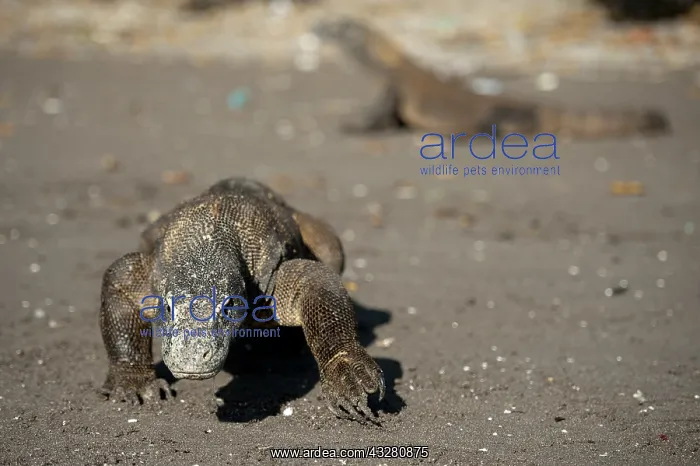 : Pair of Komodo Dragons on beach - Horseshoe Bay : Pair of Komodo Dragons on beach - Horseshoe Bay