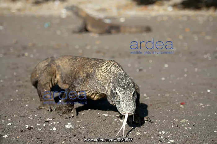 : Pair of Komodo Dragons on beach - Horseshoe Bay : Pair of Komodo Dragons on beach - Horseshoe Bay