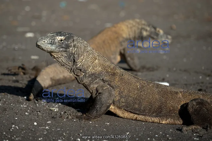 : Pair of Komodo Dragons on beach - Horseshoe Bay : Pair of Komodo Dragons on beach - Horseshoe Bay