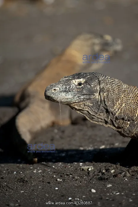 : Pair of Komodo Dragons on beach - Horseshoe Bay : Pair of Komodo Dragons on beach - Horseshoe Bay