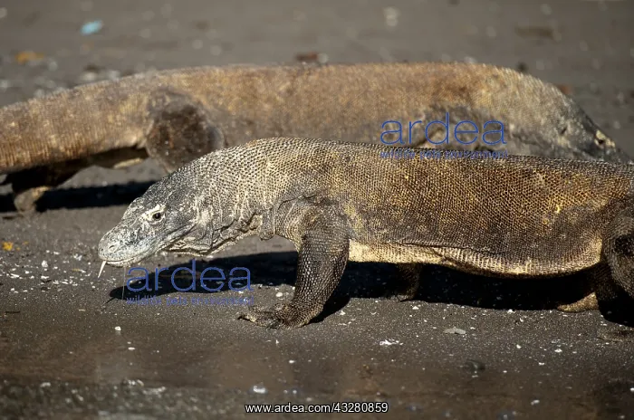 : Pair of Komodo Dragons walking on beach - Horseshoe : Pair of Komodo Dragons walking on beach - Horseshoe