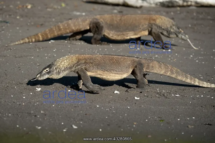 : Pair of Komodo Dragons walking on beach - Horseshoe : Pair of Komodo Dragons walking on beach - Horseshoe