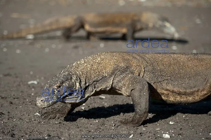 : Pair of Komodo Dragons walking on beach - Horseshoe : Pair of Komodo Dragons walking on beach - Horseshoe