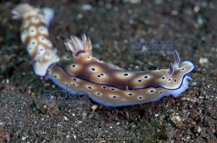 : Pair of Kune's Chromodoris Nudibranchs : Pair of Kune's Chromodoris Nudibranchs