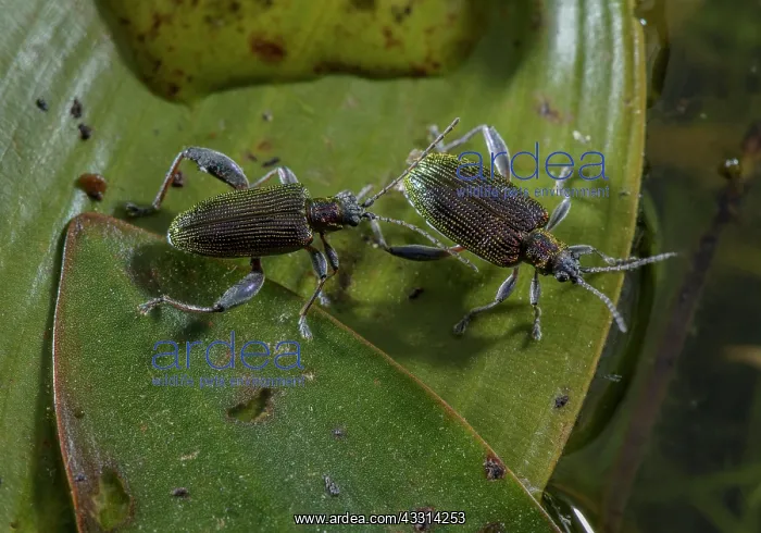 : Pair of leaf beetles, Donacia versicolorea on B : Pair of leaf beetles, Donacia versicolorea on B