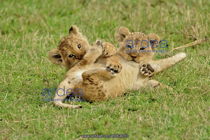 : Pair of lion cubs playing, Masai Mara Game : Pair of lion cubs playing, Masai Mara Game