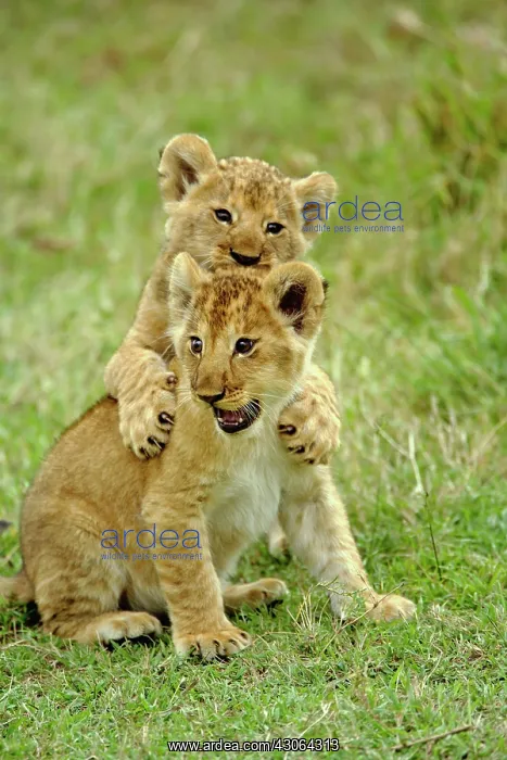 : Pair of lion cubs playing, Masai Mara Game : Pair of lion cubs playing, Masai Mara Game