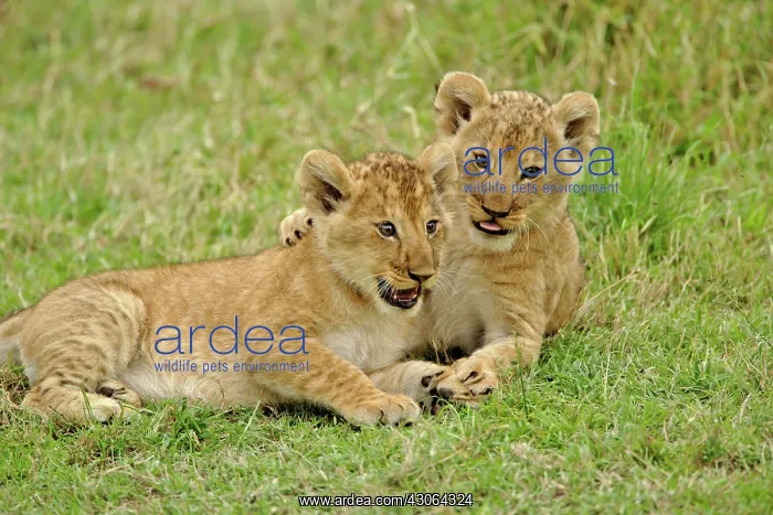 : Pair of lion cubs playing, Masai Mara Game : Pair of lion cubs playing, Masai Mara Game