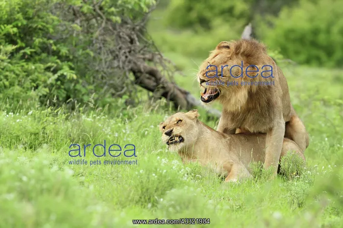 : Lion. A pair of Lions (Panthera leo) snarling while mating : Lion. A pair of Lions (Panthera leo) snarling while mating