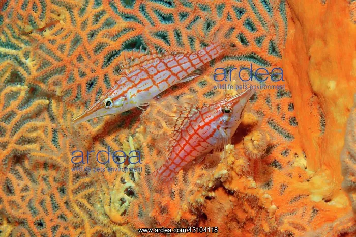 : Pair of Long-billed Longnose hawkfish (Oxycirrhites : Pair of Long-billed Longnose hawkfish (Oxycirrhites