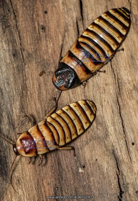 : Pair of Madagascar hissing cockroach (Gromphadorhina : Pair of Madagascar hissing cockroach (Gromphadorhina