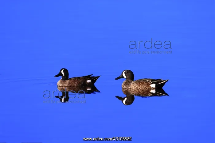 : Pair of Male Blue-Winged Teal Ducks : Pair of Male Blue-Winged Teal Ducks