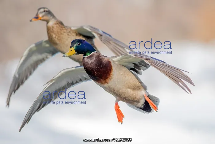 : A pair of Mallard (Anas platyrhynchos) couple flying : A pair of Mallard (Anas platyrhynchos) couple flying