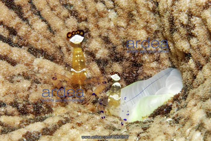 : Pair of mate shrimps (Periclimenes brevicarpalis) : Pair of mate shrimps (Periclimenes brevicarpalis)