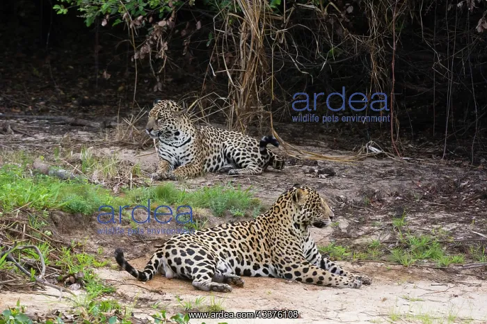 : A pair of mating jaguars, Panthera onca, resting : A pair of mating jaguars, Panthera onca, resting