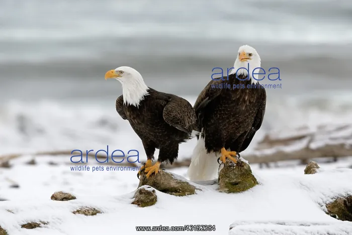 : Pair of mature Bald Eagles : Pair of mature Bald Eagles