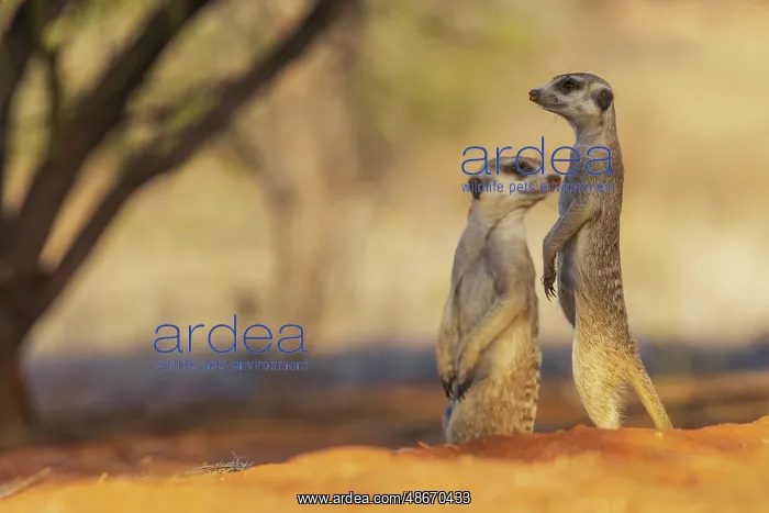 : Pair of meerkats on the lookout for possible predators in : Pair of meerkats on the lookout for possible predators in