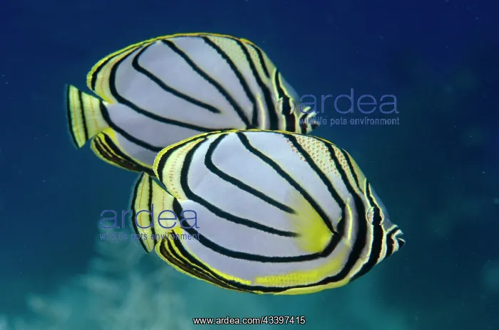 : Pair of Meyer's Butterflyfish : Pair of Meyer's Butterflyfish