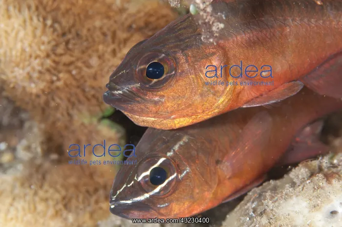 : Pair of Moluccan Cardinalfish - Aer Prang dive : Pair of Moluccan Cardinalfish - Aer Prang dive