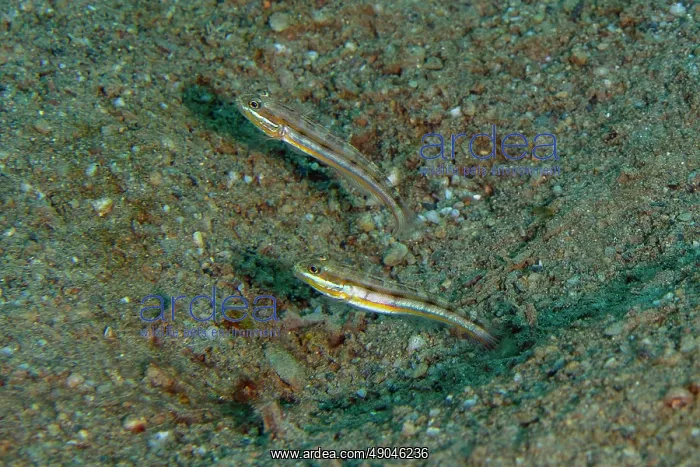 : Pair of Mud Gobies : Pair of Mud Gobies