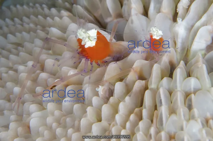 : Pair of Mushroom Coral Shrimps : Pair of Mushroom Coral Shrimps