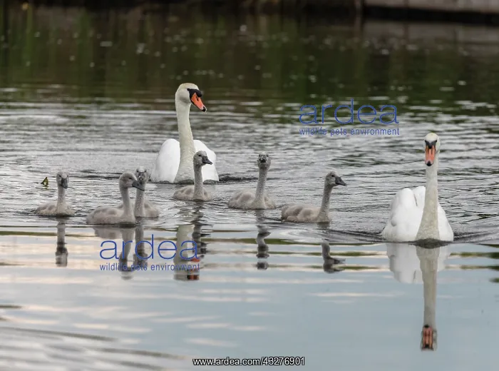 : Pair of Mute swans, Cygnus olor, with cygnets on : Pair of Mute swans, Cygnus olor, with cygnets on