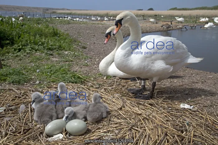 : Pair of mute swans, Cygnus olor, at nest with eggs : Pair of mute swans, Cygnus olor, at nest with eggs