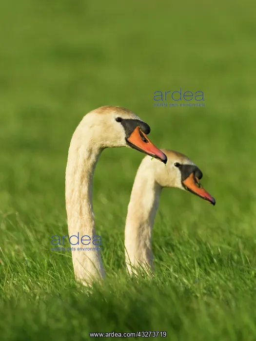 : Pair of Mute swans in meadow : Pair of Mute swans in meadow