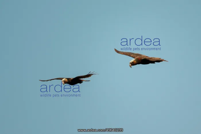 : Pair of New Zealand Kaka Parrots : Pair of New Zealand Kaka Parrots