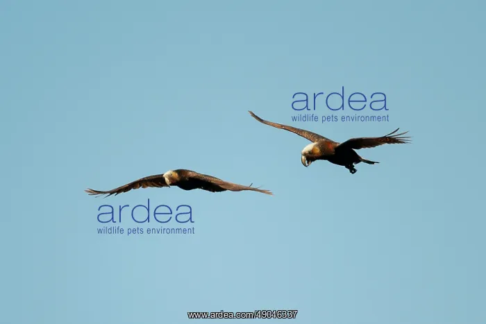 : Pair of New Zealand Kaka Parrots : Pair of New Zealand Kaka Parrots