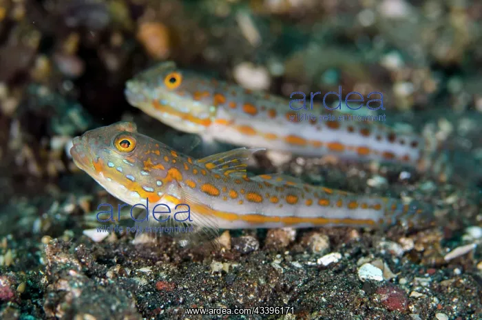 : Pair of Orange-dashed Gobies : Pair of Orange-dashed Gobies