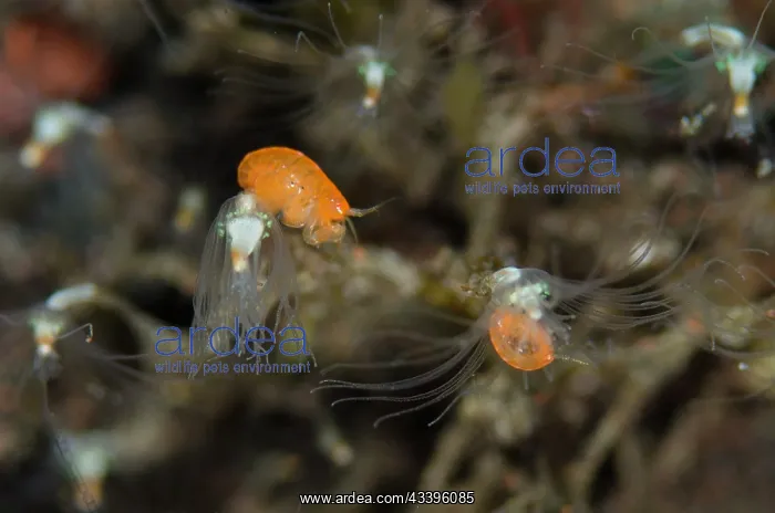 : Pair of Orange Ladybug Amphipods : Pair of Orange Ladybug Amphipods