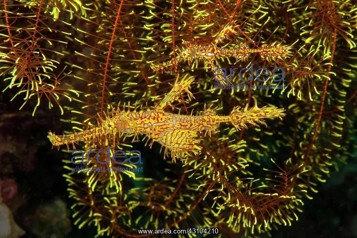 : Pair of ornate ghost pipefish (Solenostomus paradoxus) : Pair of ornate ghost pipefish (Solenostomus paradoxus)
