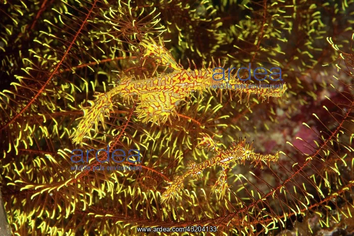 : Pair of ornate ghost pipefish (Solenostomus paradoxus) : Pair of ornate ghost pipefish (Solenostomus paradoxus)
