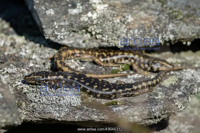  : Pair of Otago Skinks