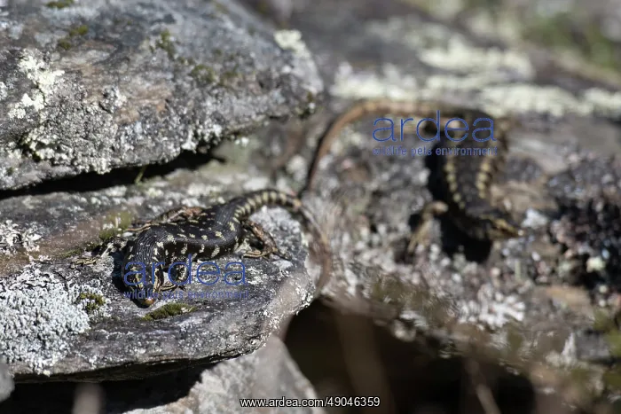  : Pair of Otago Skinks