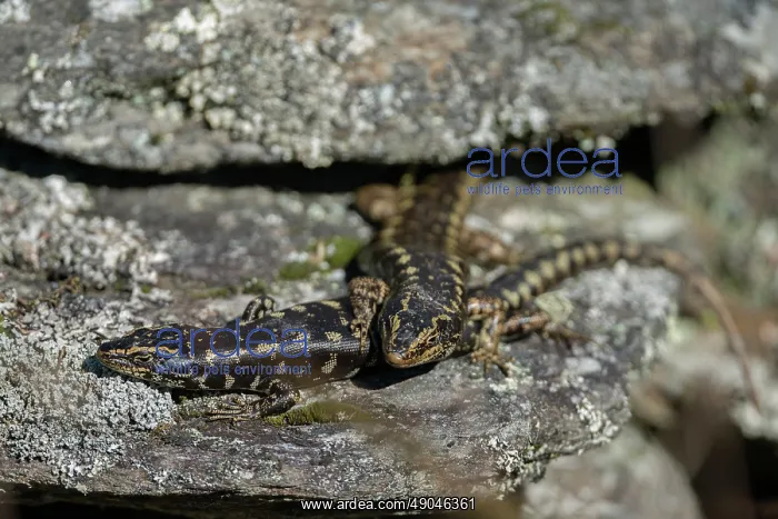  : Pair of Otago Skinks