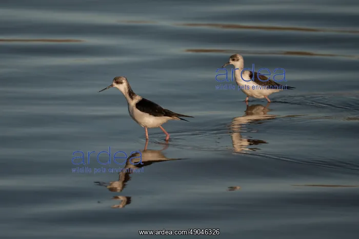 : Pair of Pied Stilts wading : Pair of Pied Stilts wading