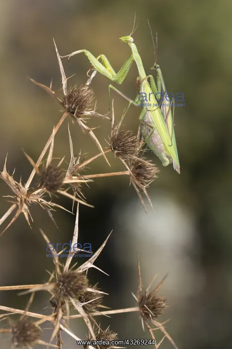 : A pair of praying mantis (Mantis religiosa) mating : A pair of praying mantis (Mantis religiosa) mating