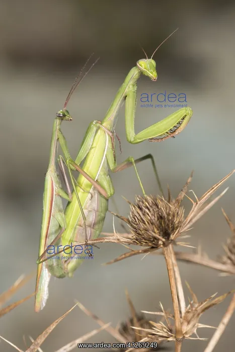 : A pair of praying mantis (Mantis religiosa) mating : A pair of praying mantis (Mantis religiosa) mating