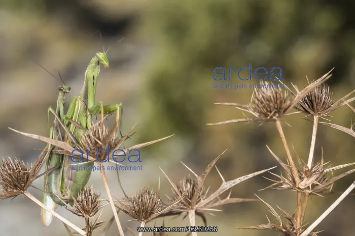 : A pair of praying mantis (Mantis religiosa) mating : A pair of praying mantis (Mantis religiosa) mating