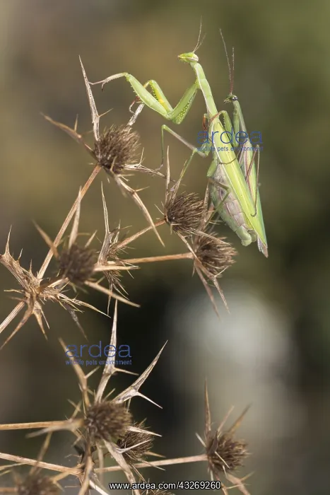 : A pair of praying mantis (Mantis religiosa) mating : A pair of praying mantis (Mantis religiosa) mating