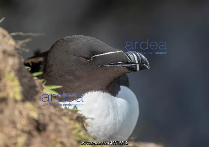 : Pair of Razorbills, Alca torda, on Skomer, Pembr : Pair of Razorbills, Alca torda, on Skomer, Pembr