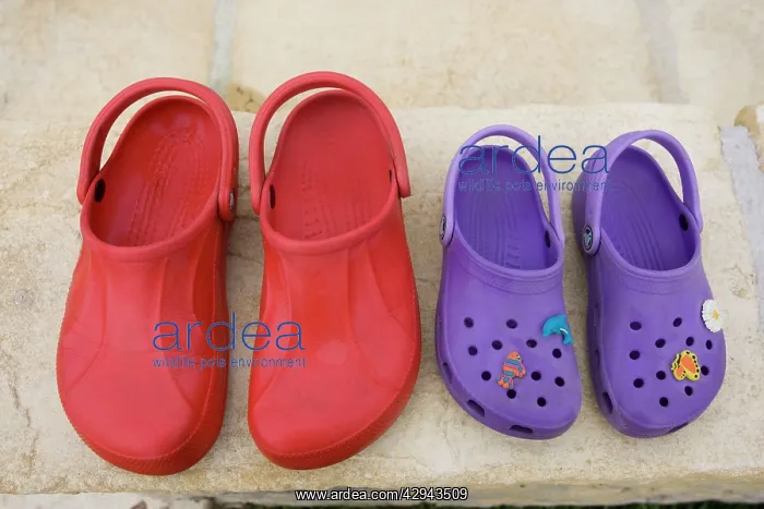 : Pair of red adult croc sandals and purple child : Pair of red adult croc sandals and purple child