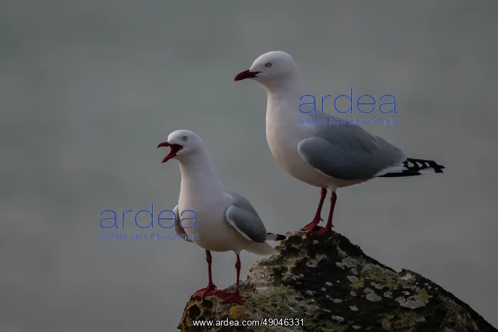 : Pair of Red-billed Gulls calling : Pair of Red-billed Gulls calling