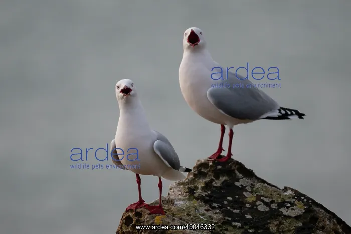 : Pair of Red-billed Gulls calling : Pair of Red-billed Gulls calling