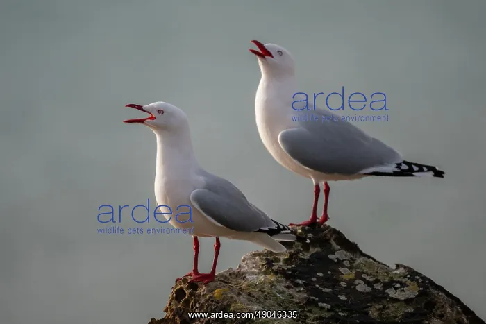 : Pair of Red-billed Gulls calling : Pair of Red-billed Gulls calling